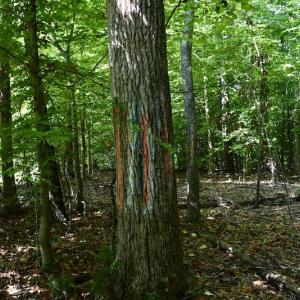 Photo #22 of Off Reservior View Drive, Pittsville, VA 5.0 acres