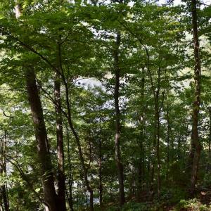 Photo #23 of Off Reservior View Drive, Pittsville, VA 5.0 acres