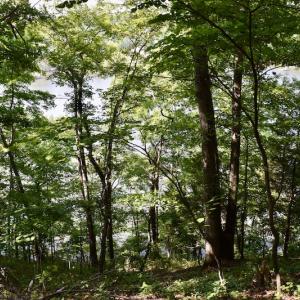 Photo #24 of Off Reservior View Drive, Pittsville, VA 5.0 acres