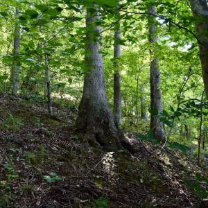 Photo #27 of Off Reservior View Drive, Pittsville, VA 5.0 acres