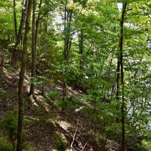 Photo #31 of Off Reservior View Drive, Pittsville, VA 5.0 acres