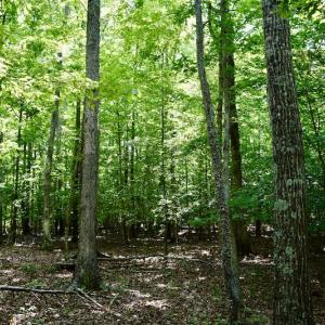 Photo #33 of Off Reservior View Drive, Pittsville, VA 5.0 acres