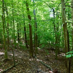 Photo #34 of Off Reservior View Drive, Pittsville, VA 5.0 acres