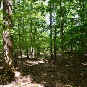 Photo #36 of Off Reservior View Drive, Pittsville, VA 5.0 acres
