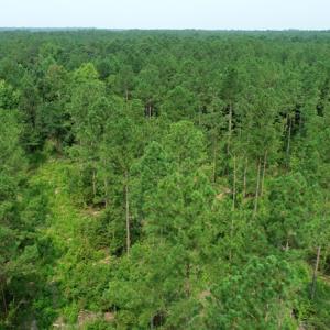 Photo #3 of SOLD property in Off Old Northeast Road, Hallsboro, NC 99.0 acres