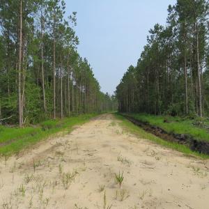 Photo #5 of SOLD property in Off Old Northeast Road, Hallsboro, NC 99.0 acres