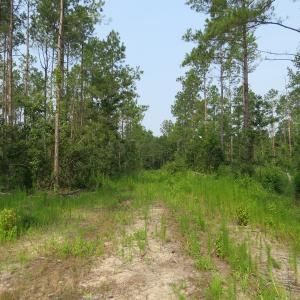 Photo #6 of SOLD property in Off Old Northeast Road, Hallsboro, NC 99.0 acres