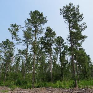 Photo #7 of SOLD property in Off Old Northeast Road, Hallsboro, NC 99.0 acres