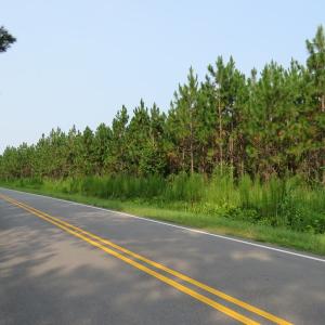 Photo #8 of SOLD property in Off Old Northeast Road, Hallsboro, NC 99.0 acres