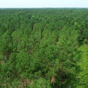 Photo #9 of SOLD property in Off Old Northeast Road, Hallsboro, NC 99.0 acres