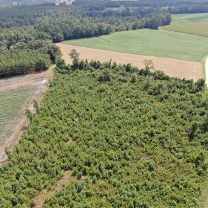 Photo #4 of SOLD property in Off Doodle Hill Road, Cerro Gordo, NC 149.0 acres