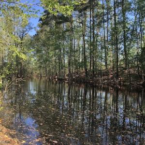 Photo #7 of SOLD property in Off Doodle Hill Road, Cerro Gordo, NC 149.0 acres