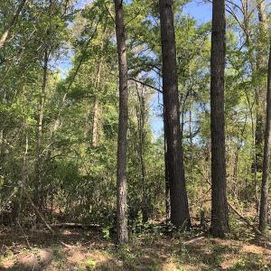 Photo #10 of SOLD property in Off Doodle Hill Road, Cerro Gordo, NC 149.0 acres