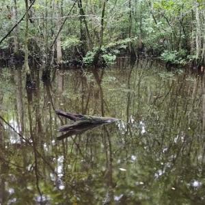 Photo #3 of SOLD property in Off Hagan Road, Loris, SC 24.0 acres