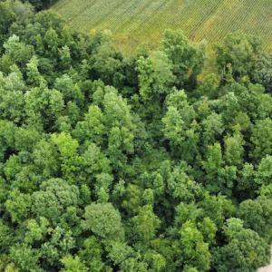 Photo #4 of SOLD property in Off Hagan Road, Loris, SC 24.0 acres