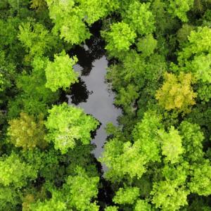 Photo #5 of SOLD property in Off Hagan Road, Loris, SC 24.0 acres