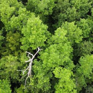 Photo #8 of SOLD property in Off Hagan Road, Loris, SC 24.0 acres