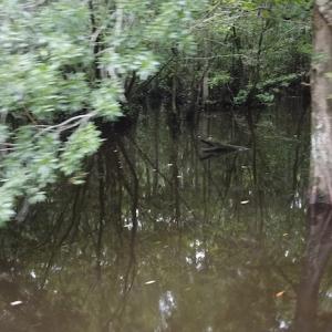 Photo #9 of SOLD property in Off Hagan Road, Loris, SC 24.0 acres