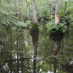 Photo #10 of SOLD property in Off Hagan Road, Loris, SC 24.0 acres