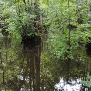 Photo #11 of SOLD property in Off Hagan Road, Loris, SC 24.0 acres