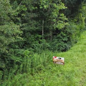 Photo #12 of SOLD property in Off Hagan Road, Loris, SC 24.0 acres