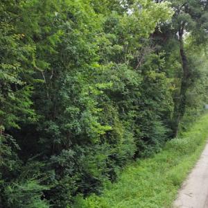 Photo #13 of SOLD property in Off Hagan Road, Loris, SC 24.0 acres