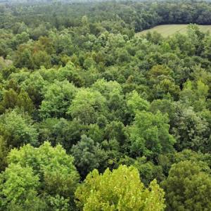 Photo #14 of SOLD property in Off Hagan Road, Loris, SC 24.0 acres