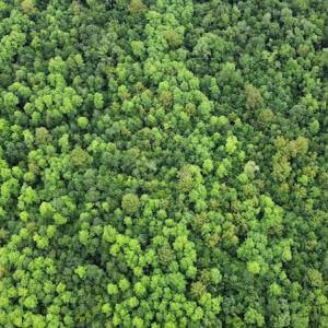 Photo #15 of SOLD property in Off Hagan Road, Loris, SC 24.0 acres