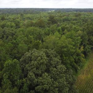 Photo #16 of SOLD property in Off Hagan Road, Loris, SC 24.0 acres