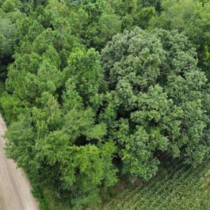 Photo #17 of SOLD property in Off Hagan Road, Loris, SC 24.0 acres