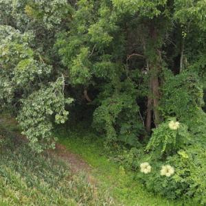 Photo #18 of SOLD property in Off Hagan Road, Loris, SC 24.0 acres