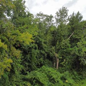 Photo #19 of SOLD property in Off Hagan Road, Loris, SC 24.0 acres