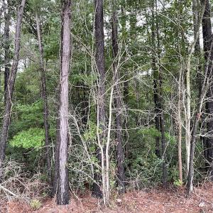 Photo #2 of Off Highway 430, Nichols, SC 32.3 acres