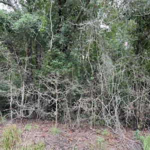 Photo #4 of Off Highway 430, Nichols, SC 32.3 acres