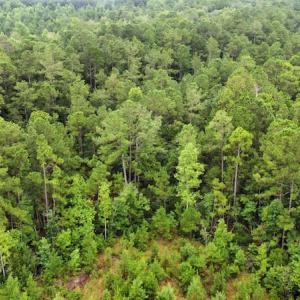 Photo #10 of Off Highway 430, Nichols, SC 32.3 acres