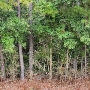 Photo #14 of Off Highway 430, Nichols, SC 32.3 acres