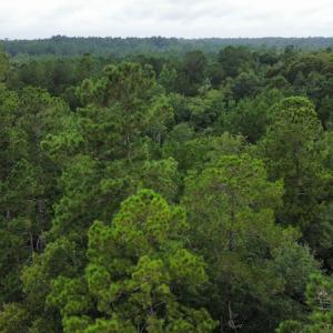Photo #15 of Off Highway 430, Nichols, SC 32.3 acres