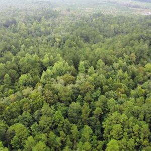 Photo #7 of Off Highway 430, Nichols, SC 32.3 acres