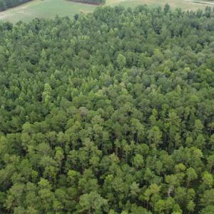 Photo #9 of Off Highway 430, Nichols, SC 32.3 acres