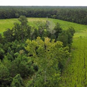 Photo #10 of SOLD property in Off Hwy 348 & Beargrass Road, Loris, SC 151.2 acres