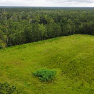 Photo #11 of SOLD property in Off Hwy 348 & Beargrass Road, Loris, SC 151.2 acres