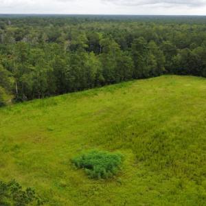 Photo #11 of SOLD property in Off Hwy 348 & Beargrass Road, Loris, SC 151.2 acres