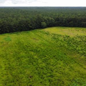 Photo #12 of SOLD property in Off Hwy 348 & Beargrass Road, Loris, SC 151.2 acres