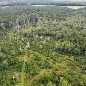 Photo #14 of SOLD property in Off Hwy 348 & Beargrass Road, Loris, SC 151.2 acres