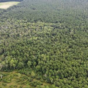 Photo #15 of SOLD property in Off Hwy 348 & Beargrass Road, Loris, SC 151.2 acres