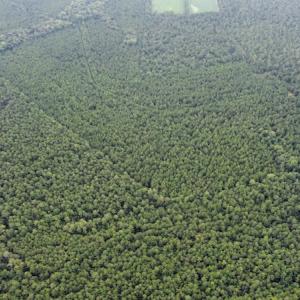 Photo #17 of SOLD property in Off Hwy 348 & Beargrass Road, Loris, SC 151.2 acres