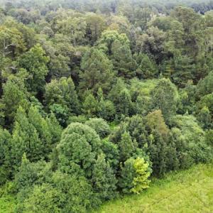 Photo #23 of SOLD property in Off Hwy 348 & Beargrass Road, Loris, SC 151.2 acres