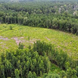 Photo #25 of SOLD property in Off Hwy 348 & Beargrass Road, Loris, SC 151.2 acres