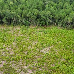 Photo #26 of SOLD property in Off Hwy 348 & Beargrass Road, Loris, SC 151.2 acres