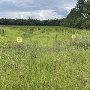 Photo #28 of SOLD property in Off Hwy 348 & Beargrass Road, Loris, SC 151.2 acres